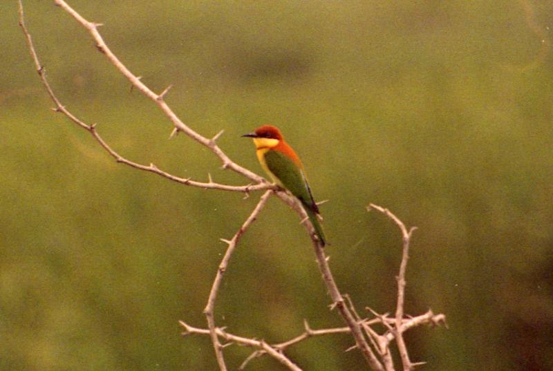 Bundala National Park