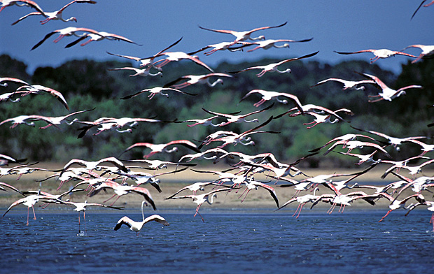 Bundala National Park Banner